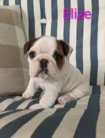 AKC Elize , a female English Bulldog for sale in Dundee, OH – 1 of 10