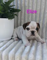 AKC Elize , a female English Bulldog for sale in Dundee, OH – 4 of 10