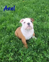 AKC Axel , a male English Bulldog for sale in Dundee, OH – Photo 6 of 8
