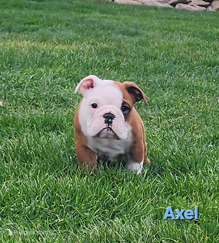 AKC Axel  – English Bulldog puppy for sale in Dundee, OH