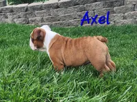 AKC Axel , a male English Bulldog for sale in Dundee, OH – Photo 4 of 8