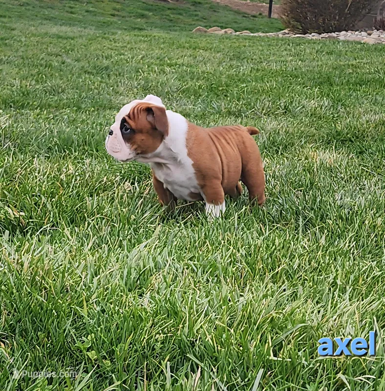 AKC Axel  – English Bulldog puppy for sale in Dundee, OH