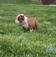 AKC Axel , a male English Bulldog for sale in Dundee, OH – Photo 2 of 8
