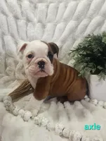 AKC Axel , a male English Bulldog for sale in Dundee, OH – Photo 3 of 6