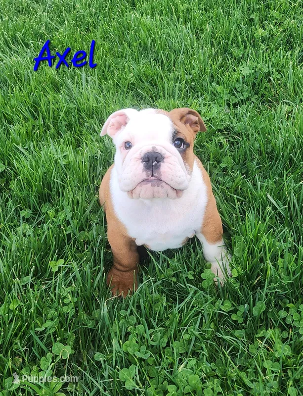 AKC Axel  – English Bulldog puppy for sale in Dundee, OH