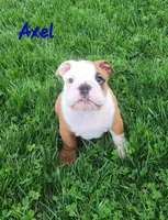 AKC Axel , a male English Bulldog for sale in Dundee, OH – Photo 1 of 8