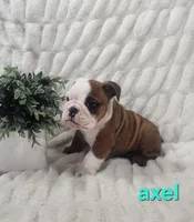 AKC Axel , a male English Bulldog for sale in Dundee, OH – Photo 1 of 6