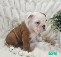 AKC Axel , a male English Bulldog for sale in Dundee, OH – Photo 2 of 6