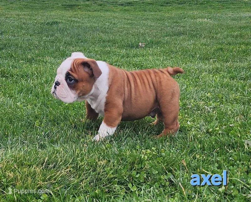 AKC Axel  – English Bulldog puppy for sale in Dundee, OH