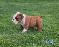 AKC Axel , a male English Bulldog for sale in Dundee, OH – Photo 3 of 8