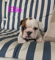 AKC Ellie , a female English Bulldog for sale in Dundee, OH – 2 of 7
