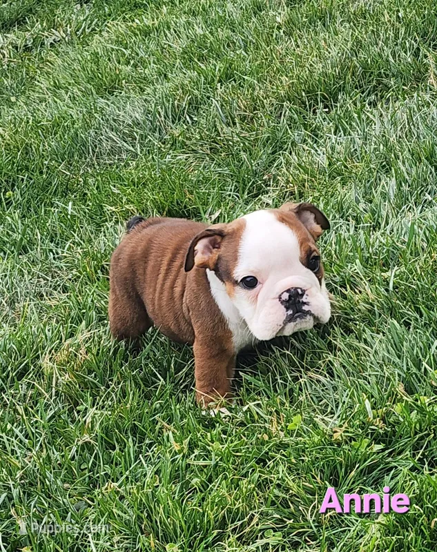 AKC Annie  – English Bulldog puppy for sale in Dundee, OH