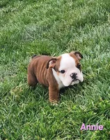AKC Annie , a female English Bulldog for sale in Dundee, OH – Photo 2 of 5