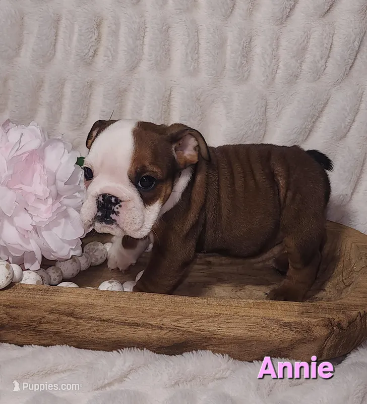AKC Annie  – English Bulldog puppy for sale in Dundee, OH