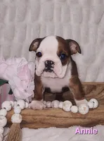 AKC Annie , a female English Bulldog for sale in Dundee, OH – Photo 3 of 5