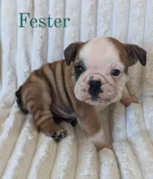 AKC Fester , a male English Bulldog for sale in Dundee, OH – 5 of 5