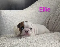 AKC Ellie , a female English Bulldog for sale in Dundee, OH – 5 of 7