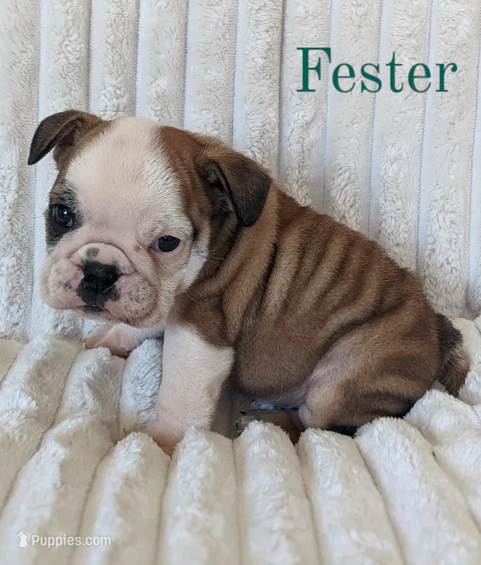 AKC Fester  – English Bulldog puppy for sale in Dundee, OH