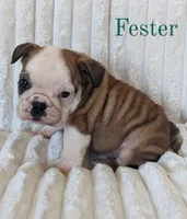 AKC Fester , a male English Bulldog for sale in Dundee, OH – 3 of 5