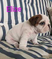AKC Elize , a female English Bulldog for sale in Dundee, OH – 9 of 10