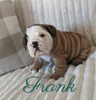 AKC Frank , a male English Bulldog for sale in Dundee, OH – 6 of 6