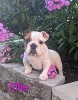 AKC Ellie , a female English Bulldog for sale in Dundee, OH – 6 of 7