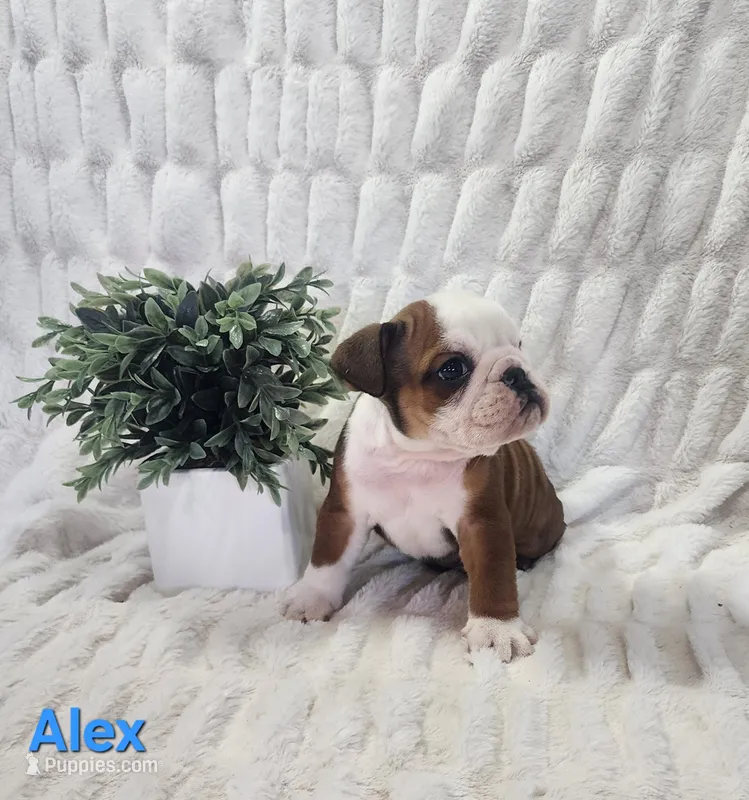 AKC Alex  – English Bulldog puppy for sale in Dundee, OH