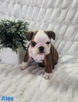 AKC Alex , a male English Bulldog for sale in Dundee, OH – Photo 2 of 5