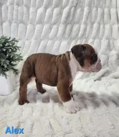AKC Alex , a male English Bulldog for sale in Dundee, OH – Photo 3 of 5