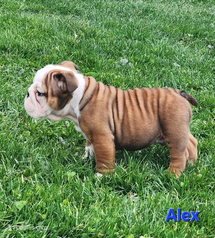 AKC Alex  – English Bulldog puppy for sale in Dundee, OH