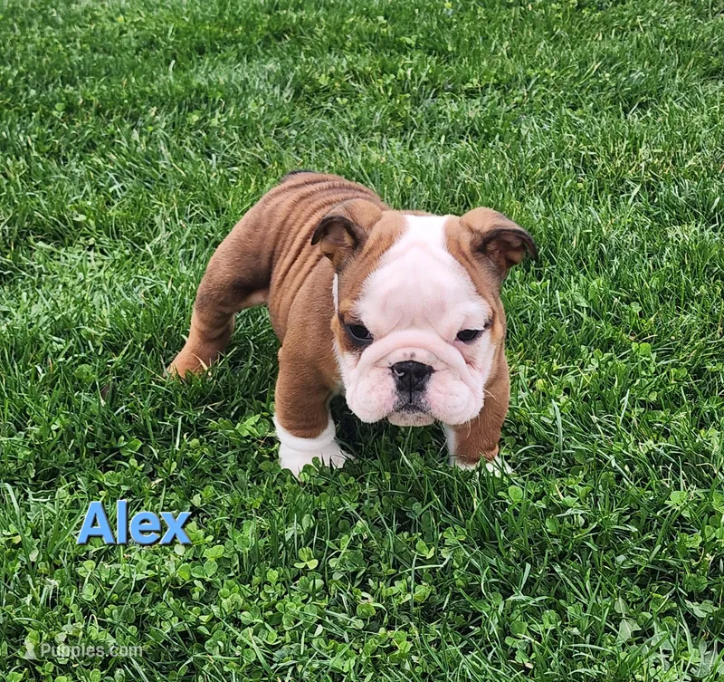 AKC Alex  – English Bulldog puppy for sale in Dundee, OH
