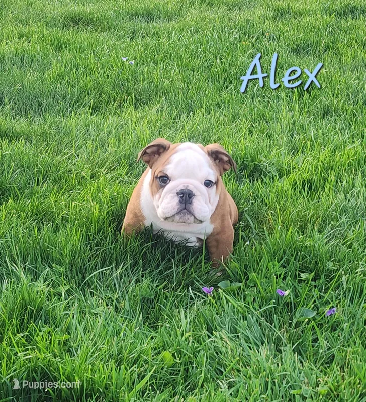 AKC Alex  – English Bulldog puppy for sale in Dundee, OH