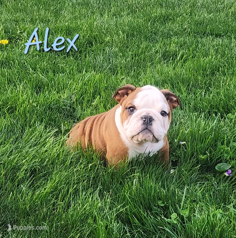 AKC Alex  – English Bulldog puppy for sale in Dundee, OH