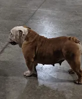 AKC Polly , a female English Bulldog for sale in Dundee, OH – 3 of 6