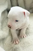 House, a male Staffordshire Bull Terrier for sale in Rochester, IN – Photo 2 of 5