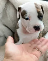 Mr, a male American Staffordshire Terrier for sale in Rochester, IN – Photo 1 of 3