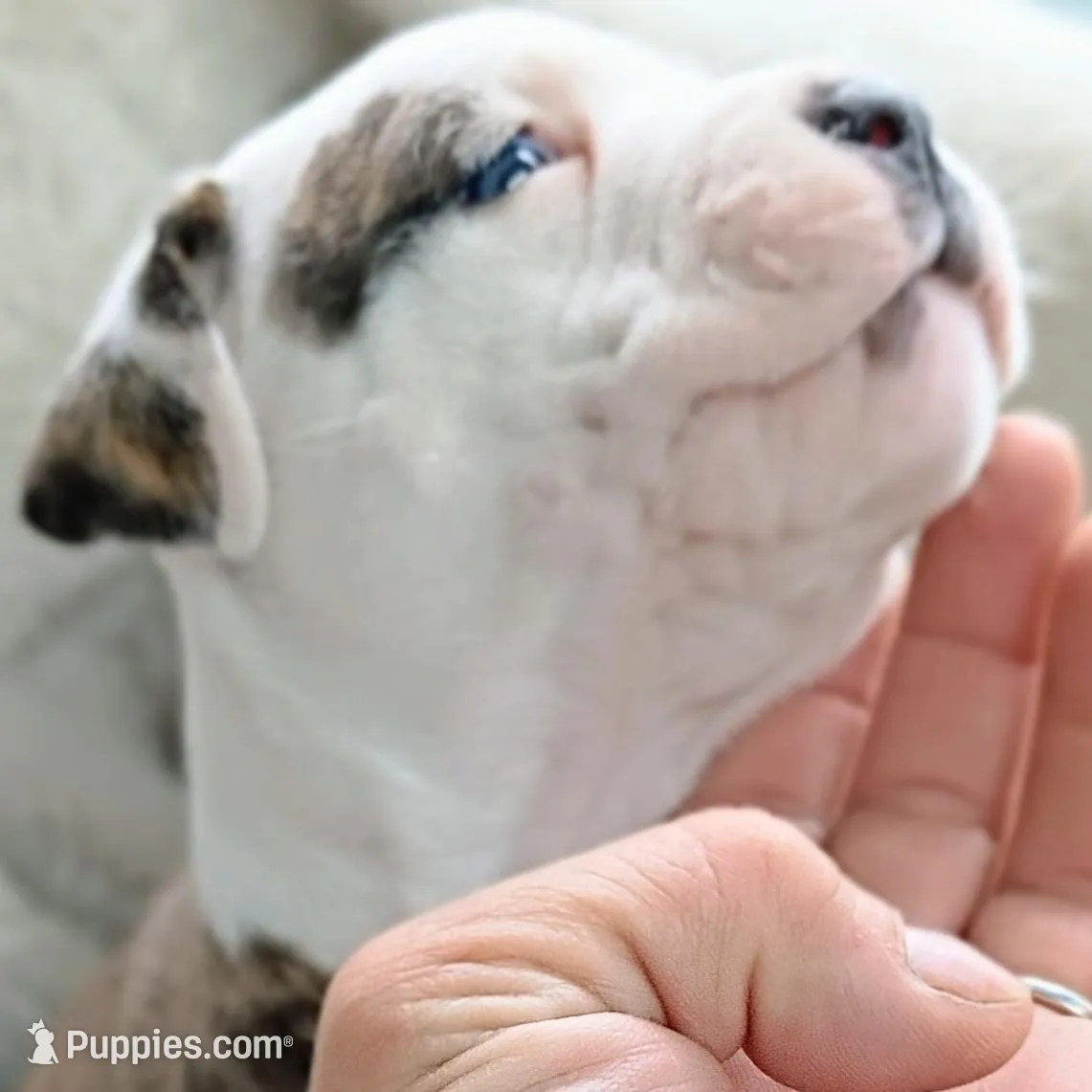 Mr, a male American Staffordshire Terrier for sale in Rochester, IN – Photo 2 of 3