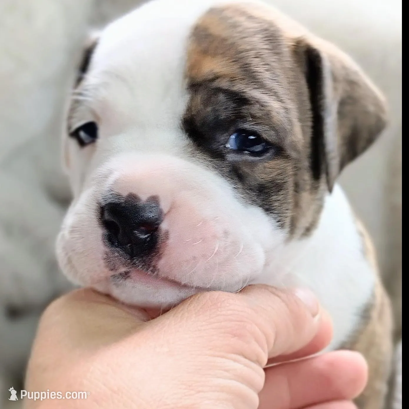 Mr, a male American Staffordshire Terrier for sale in Rochester, IN – Photo 3 of 3