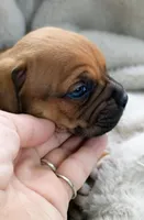 Earl, a male Staffordshire Bull Terrier for sale in Rochester, IN – Photo 1 of 4