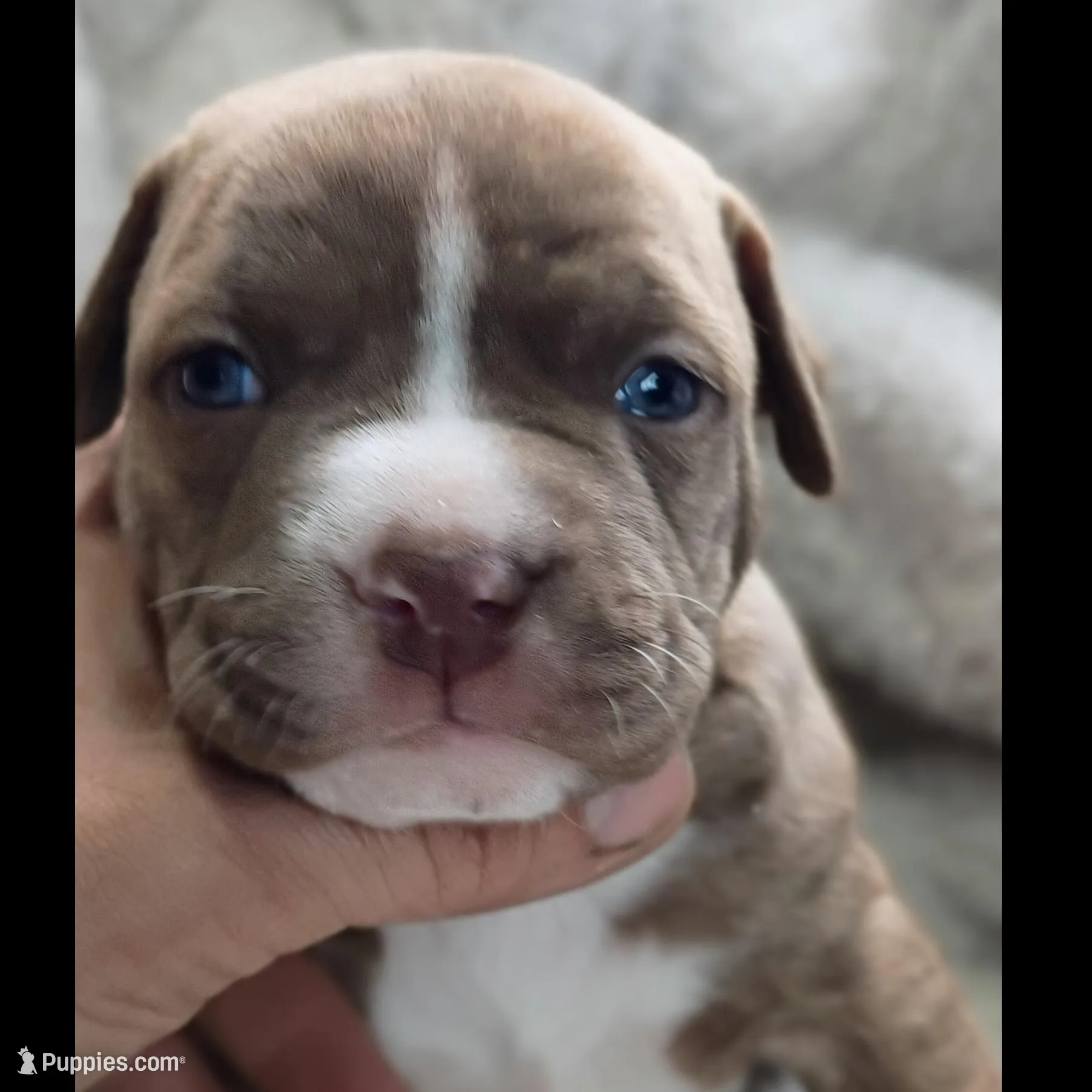 Baby Girl, a female Staffordshire Bull Terrier for sale in Rochester, IN – Photo 3 of 3