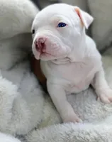 Angel, a female Staffordshire Bull Terrier for sale in Rochester, IN – Photo 1 of 3