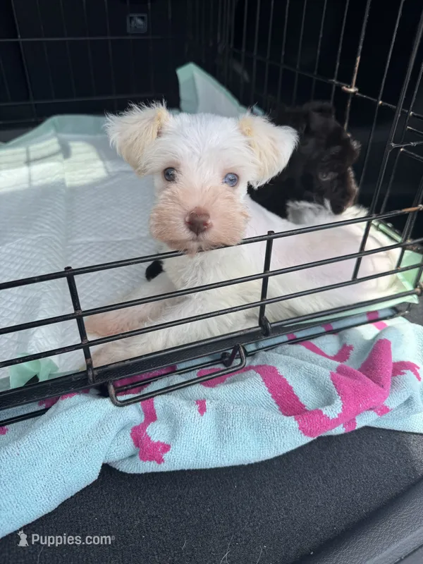 White chocolate female – Miniature Schnauzer puppy for sale in Rainsville, AL