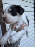 Liver Parti, a male Miniature Schnauzer for sale in Rainsville, AL – 3 of 5