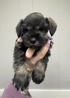 Dark Salt & Pepper Female, a female Miniature Schnauzer for sale in Rainsville, AL – Photo 1 of 2