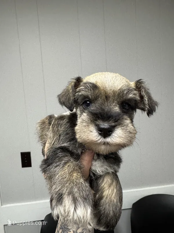 Salt & Pepper Male – Miniature Schnauzer puppy for sale in Rainsville, AL