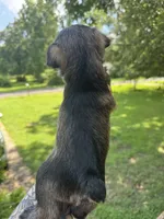 Salt & Pepper Male, a male Miniature Schnauzer for sale in Rainsville, AL – 4 of 4