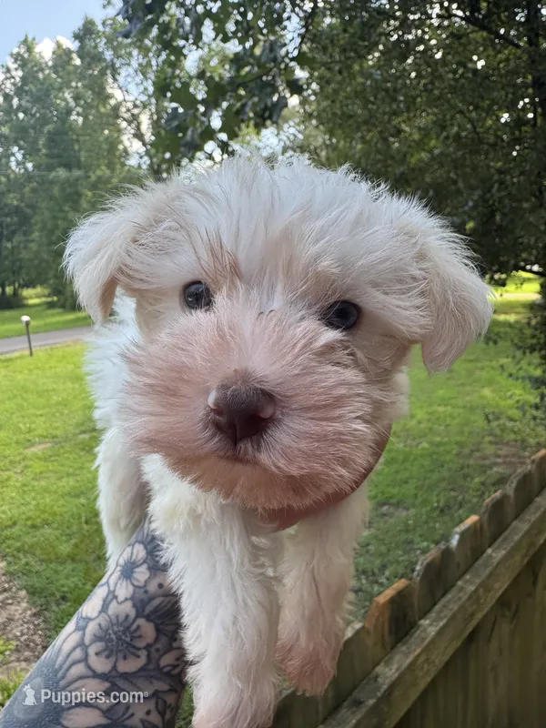 White chocolate female – Miniature Schnauzer puppy for sale in Rainsville, AL
