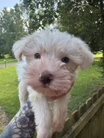 White chocolate female, a female Miniature Schnauzer for sale in Rainsville, AL – 1 of 5