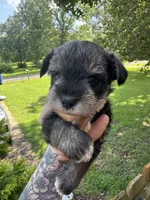 Salt & Pepper Male, a male Miniature Schnauzer for sale in Rainsville, AL – 2 of 4