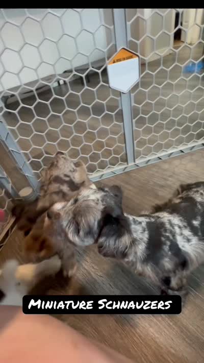 Liver Parti male, a male Miniature Schnauzer for sale in Rainsville, AL – 5 of 5